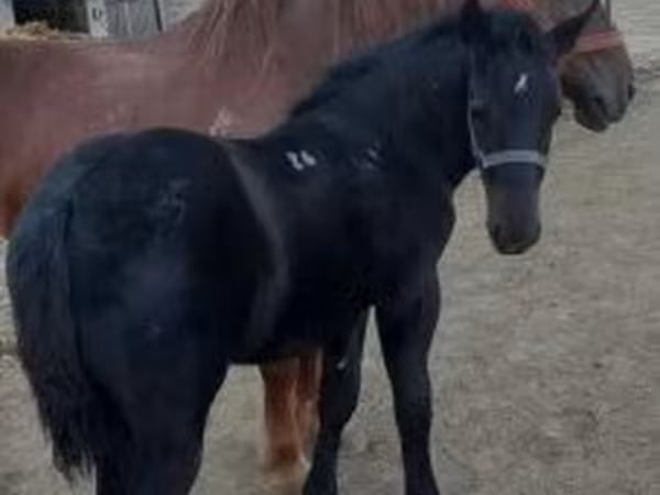 公马, Horses