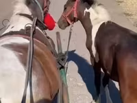 घोड़ी, घोड़े — फ़ोटो 7