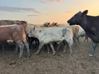 گاو و گوساله (گروه، جنسیت مشخص نشده), Swiss cattle — عکس 5