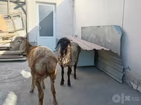 양(암수 미지정, 묶음), 양 — 사진 3