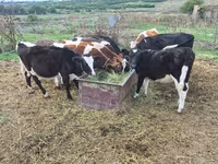 Býk, Russian Black pied cattle — foto 1