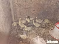 Ducks — ảnh 3