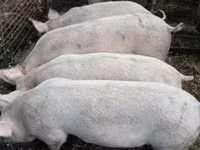 หมูป่าตัวผู้, Крупная белая — รูปภาพ 2