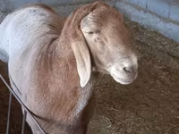 Widder, Arashan sheep — Foto 3