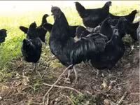 Chickens — الصورة 1