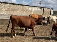 گاو نر, گاو سفیدسر قزاقستانی — عکس 4
