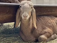 Beran, Arashan sheep — foto 4