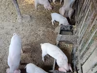 Porci (lot, sex nespecificat), Porci — foto 4
