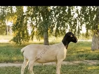 Bélier, Romanov sheep — photo 7