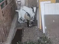 ஆண் வெள்ளாடு, Dutch Landrace goats — புகைப்படம் 5