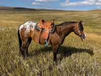 ม้าตัวผู้, Horses of Sable Island — รูปภาพ 2