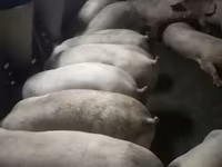 Babi jantan, Pigs — foto 4