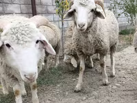 قوچ, گوسفند — عکس 7