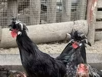 بوليش — الصورة 3