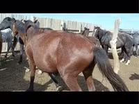 암말, 말 — 사진 7