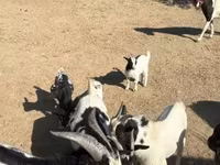 Chèvre, Dutch Landrace goats — photo 6