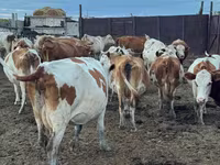 Krowa, Simmental cattle — zdjęcie 1