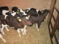 Lo’ (xirmo, jins lama sheegin), Russian Black pied cattle — sawirka 7