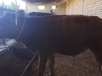 Bull, Cattle — photo 2