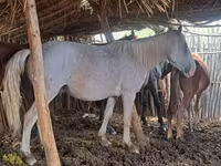 Hingst, Kazakh horse — foto 2