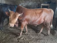 Bou, Bovine — foto 4