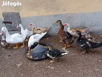 Ducks — foto 1