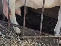 Kambing betina, Saanen goat — foto 7