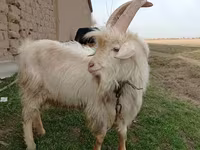 Mbuzi jike, Saanen goat — picha 1