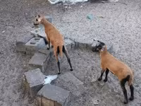 Ovelha, Cameroon sheep — foto 1