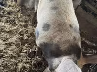 Babi betina, Дюрок — foto 2