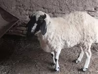 میش, گوسفند — عکس 3