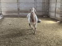 숫양, Arashan sheep — 사진 2