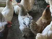 Chickens — φωτογραφία 2