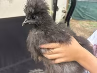 Silkie — foto 2
