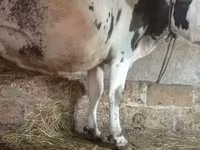 Βοοειδή (παρτίδα, φύλο μη καθορισμένο), Russian Black pied cattle — φωτογραφία 1