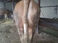 Býk, Simmental cattle — foto 6