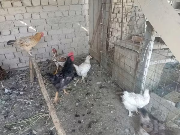Chickens