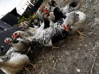 Chickens — foto 5