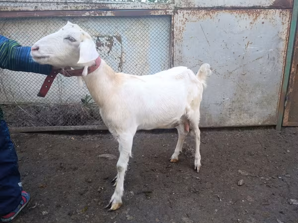 Koza, Nubian Goat