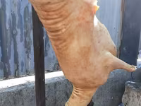 كبش, الأغنام — الصورة 3