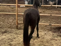 Cavallo, Cavalli — foto 2