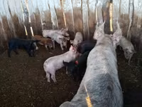 Babi (lot, jantina tidak dinyatakan), Pigs — foto 3