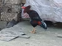Chickens — รูปภาพ 3