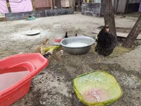Chickens — รูปภาพ 6