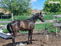 Kůň, Hungarian horse breed — foto 1