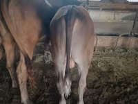 گاو نر, Swiss cattle — عکس 1