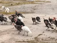 Turkeys — Foto 6