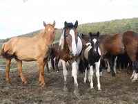 Konji (partija, pol nije naveden), Horse breed — fotografija 7