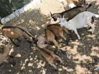 Kambing (lot, jantina tidak dinyatakan), Goats — foto 5