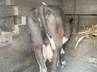 Ko, Holstein-race — foto 2